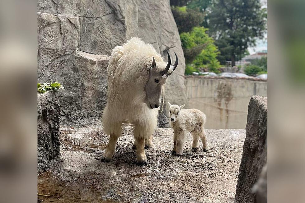 Adorable Baby Mountain Goat Learning to Climb at a Colorado Zoo