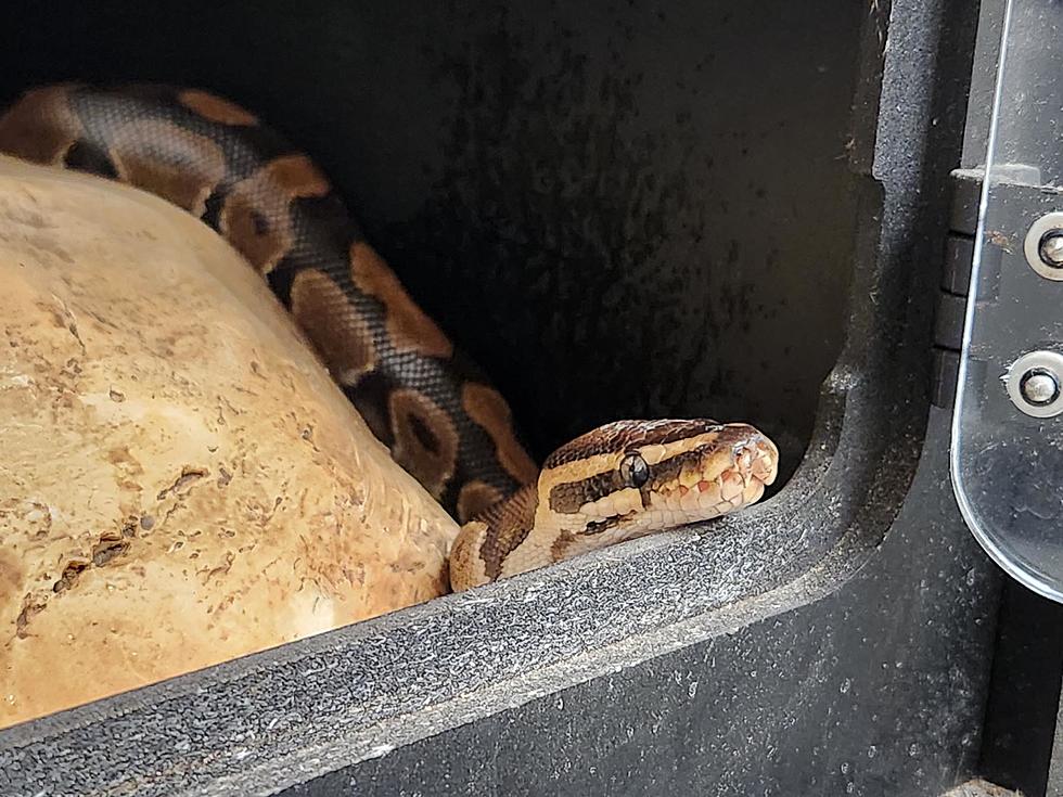 Four-Foot Ball Python Rescued From Frederick Colorado Building