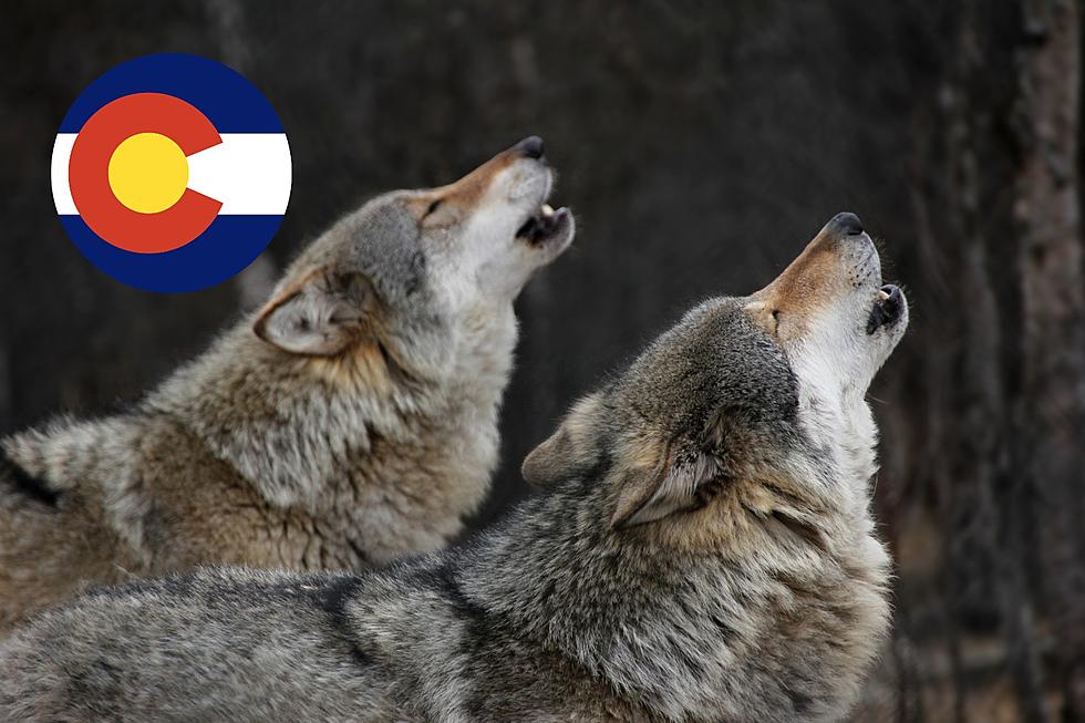 What Will Happen to Colorado’s Ecosystem After Unparalleled Wolf Reintroduction?