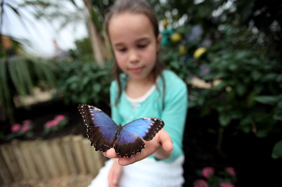 Butterflies Invade the Paul Smith Children’s Village