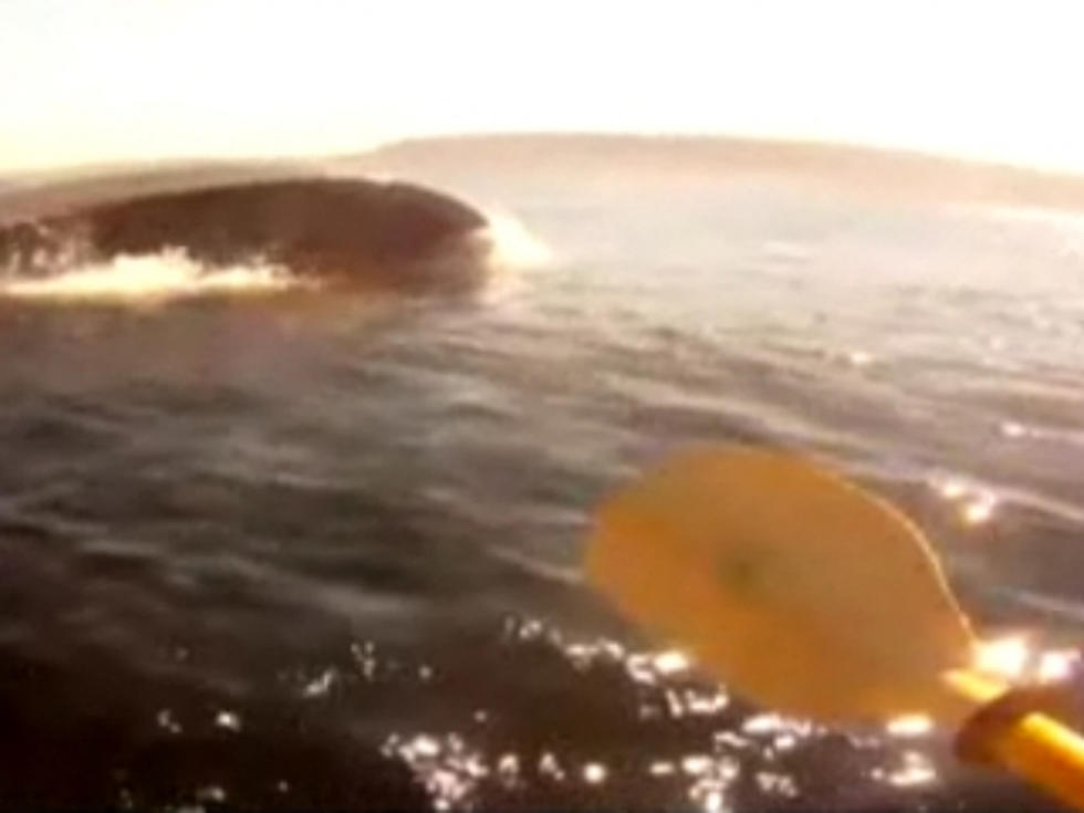 Kayaker Comes Dangerously Close to Blue Whales [VIDEO]