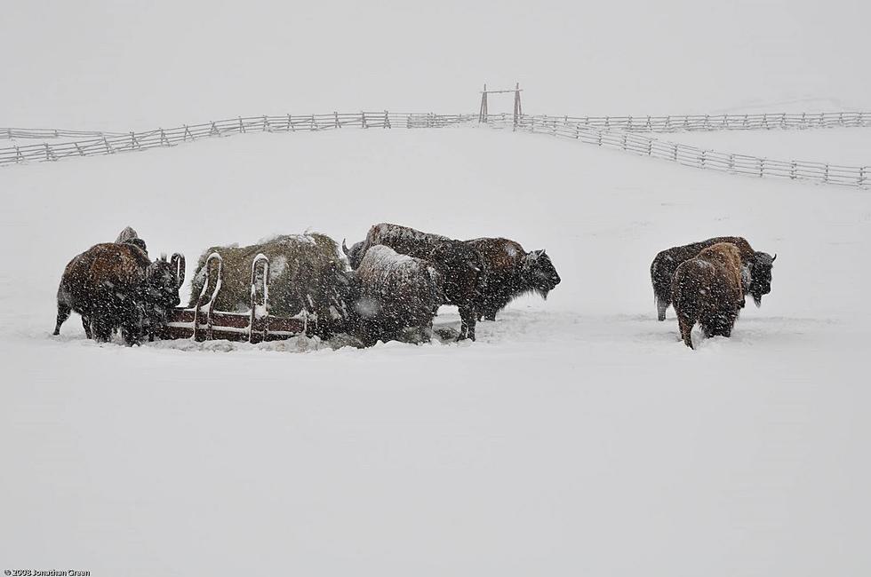 Feds Considering Moving Bison Captured Outside Yellowstone [AUDIO]