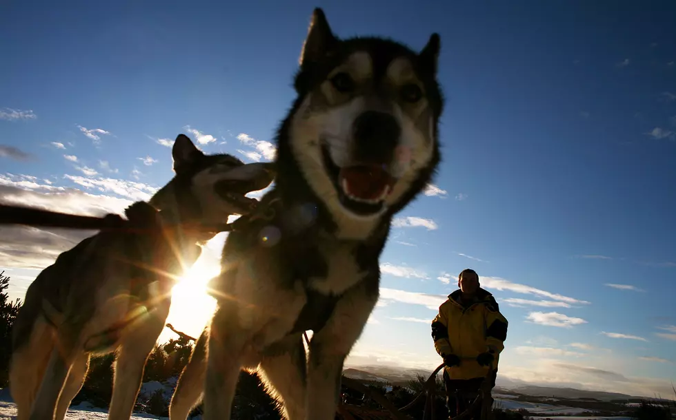 Wyoming’s Stage Stop Sled Dog Race Begins Friday in Jackson