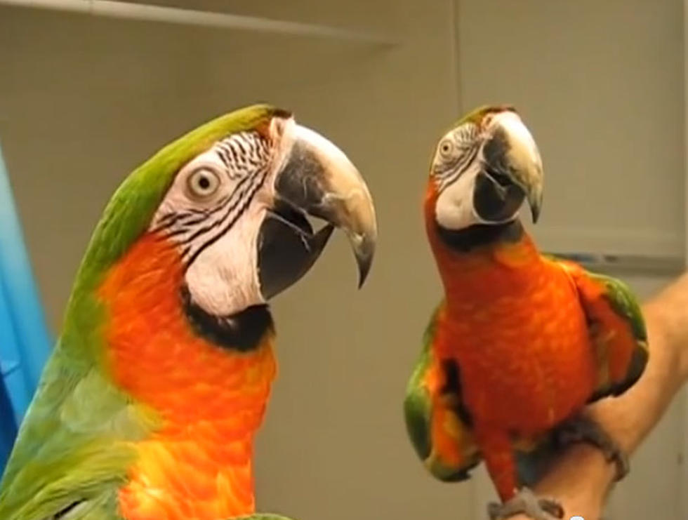 A Talkative Macaw Shushes Another Bird [VIDEO]