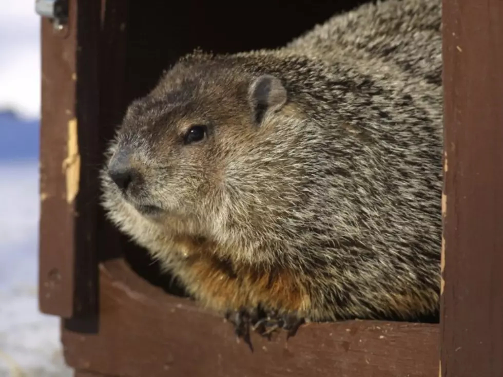 Did You Miss the Groundhog&#8217;s Prediction Last Sunday?