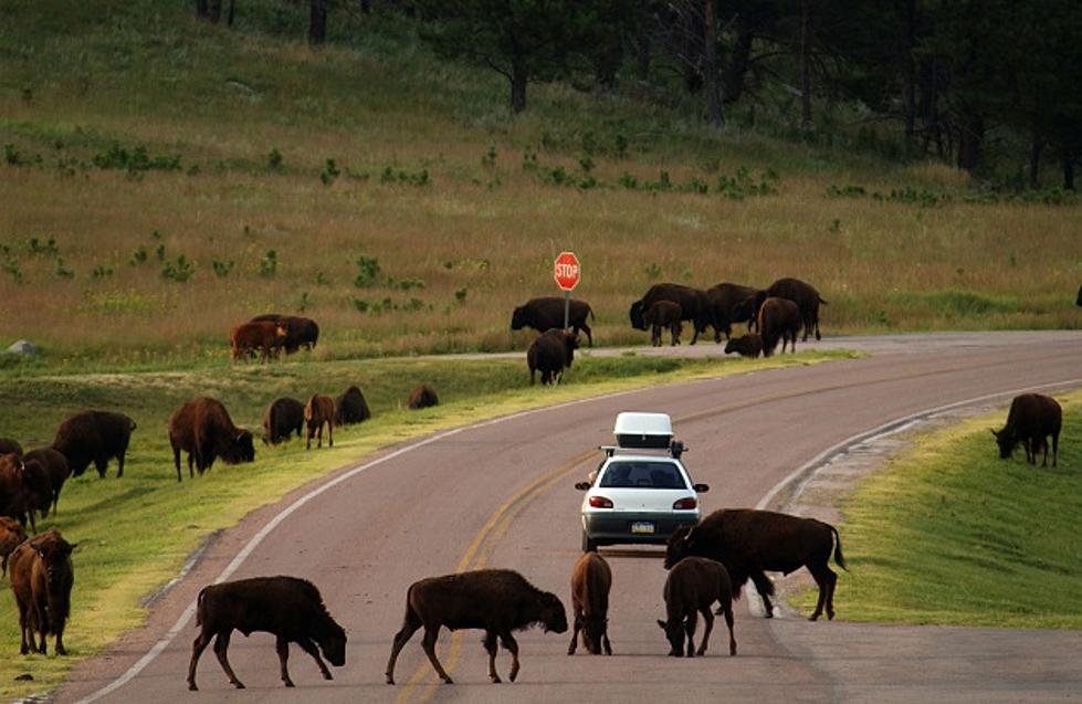 A Uniquely Wyoming Traffic Jam