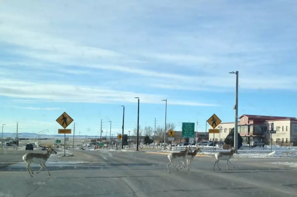 Wyoming Traffic Jam as Antelope Run to Game & Fish Dept