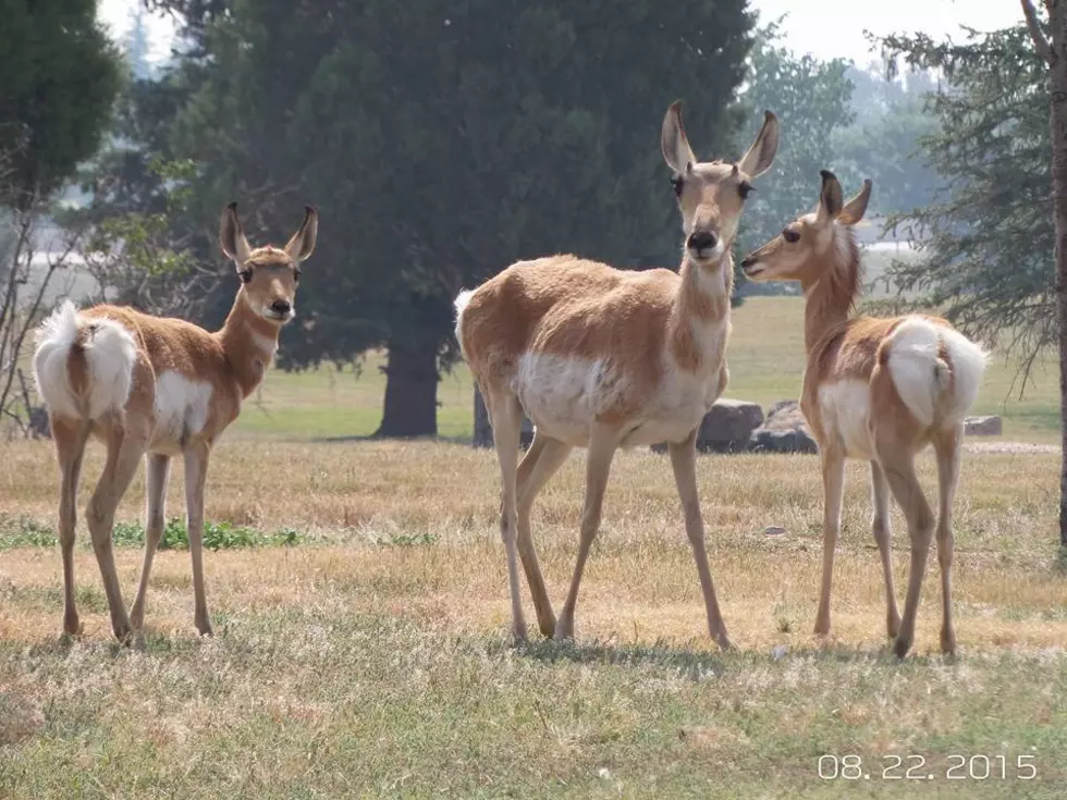 Family of Antelope Cause “Wyoming Traffic Jam” on Randall Avenue (Video)