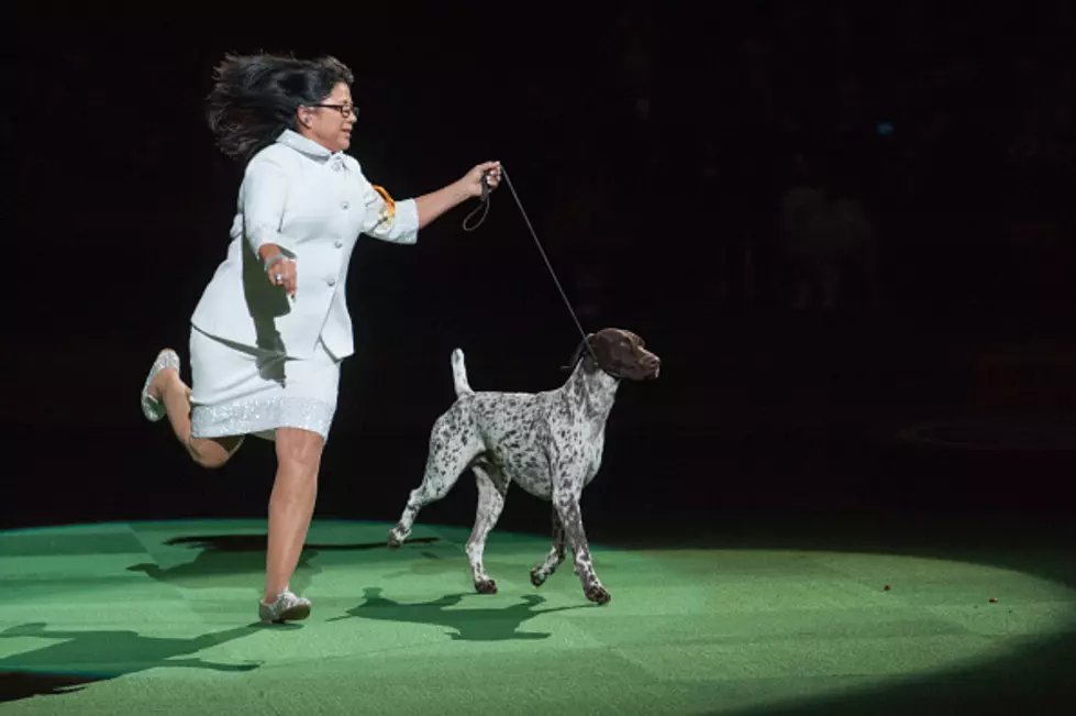 Wyoming&#8217;s Top Dog Honored at the Westminster Kennel Club Dog Show