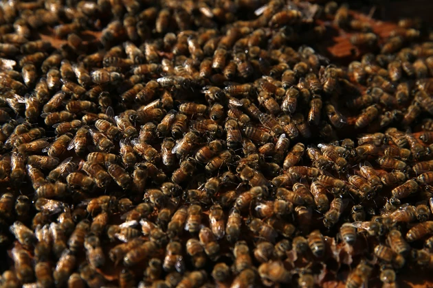 I-80 Crash Near Laramie Wednesday Releases Millions of Bees