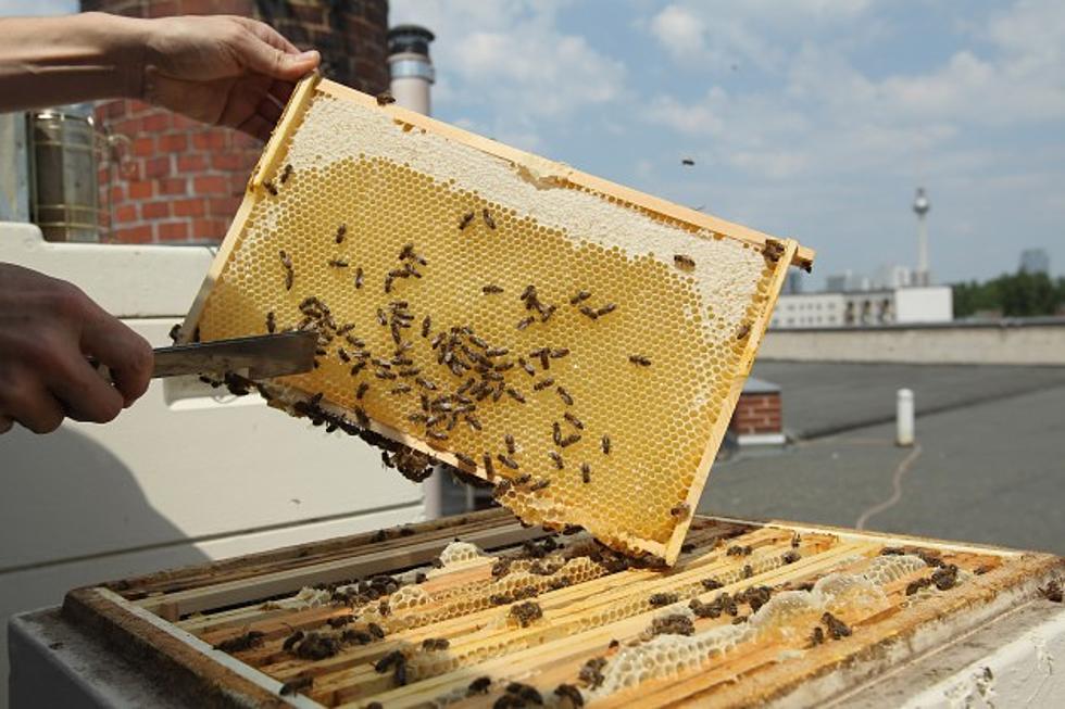 Beekeeper Turns Thieving Bears Into Honey Tasters