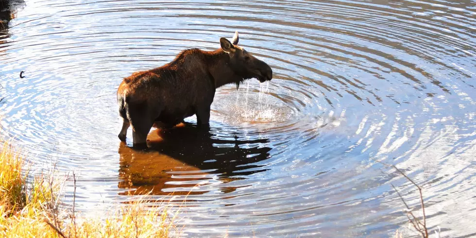 Idiot Jumps Onto A Moose Crossing A Lake [Video]