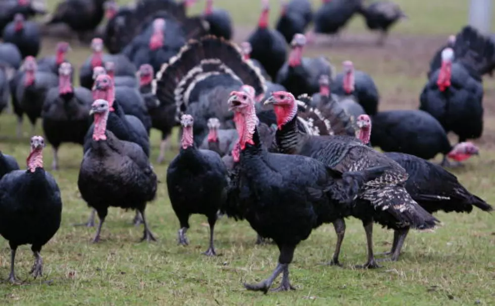 How Many Turkey Farms Are In Wyoming?
