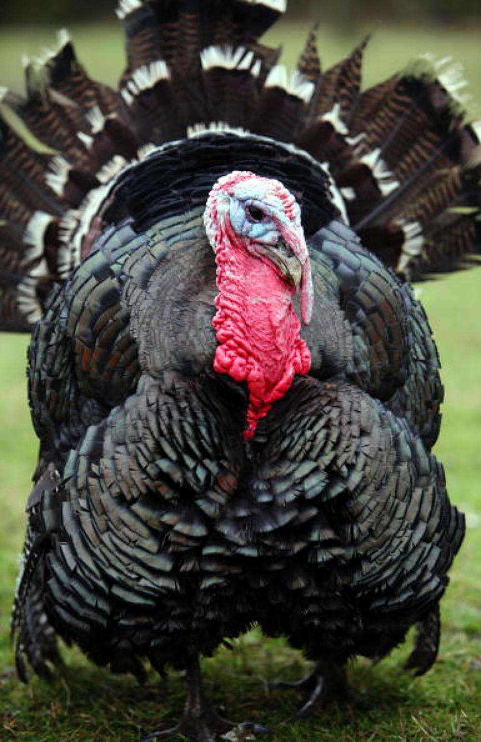 Turkeys Are One of Wyoming&#8217;s Greatest Wildlife Success Stories