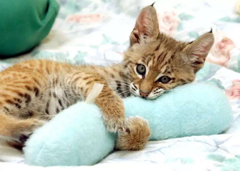 The Five Cutest Cat Videos Ever Filmed in Wyoming