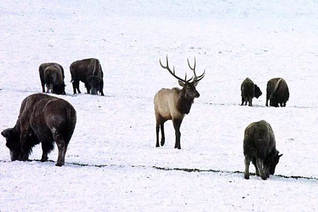 Wyoming Wildlife Struggling Under Harsh Winter