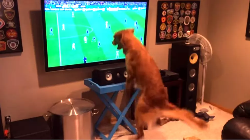 The Dangers Of Watching Super Bowl With Your Dog