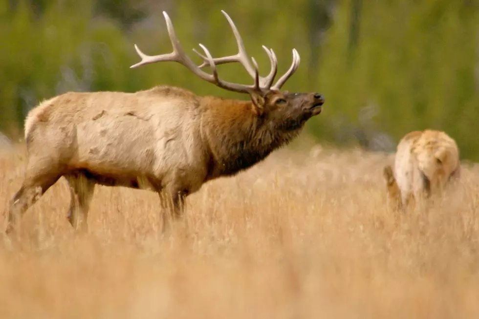 WATCH: How Do You Think a Truck Would Fare Against a Charging Elk?