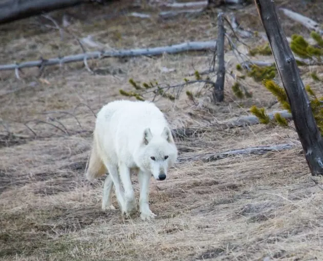 Reward Upped To $10,000 For White Wolf Killer