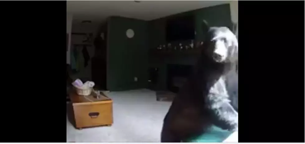 Bear Breaks Into Vail Home And Plays Piano [VIDEO]
