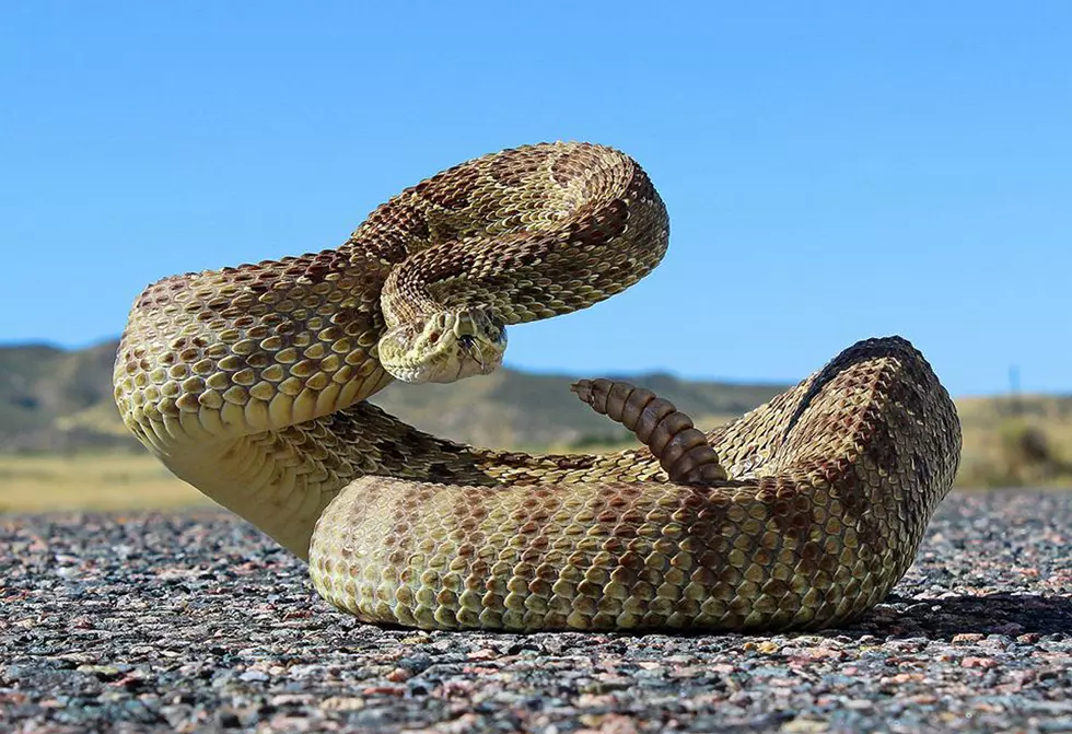 Killing A Rattlesnake In The Most Wyoming Fashion 