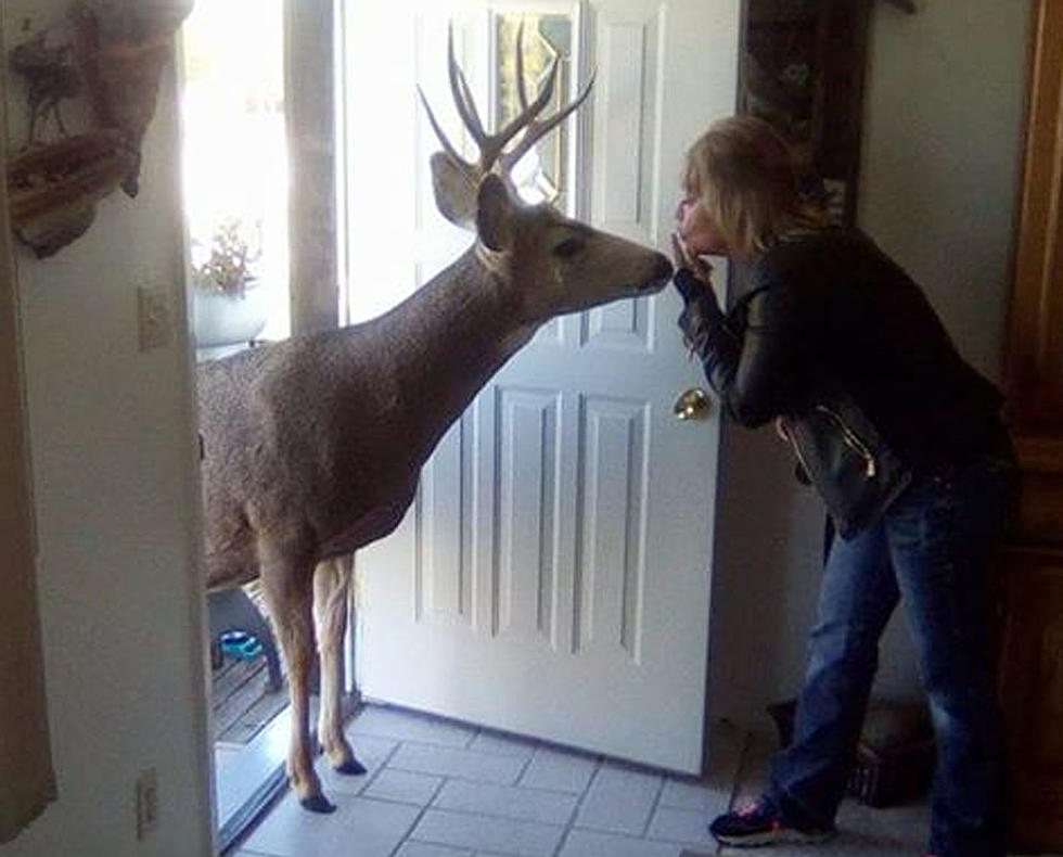 Friendly Deer Regularly Visits Wyoming Family’s Home