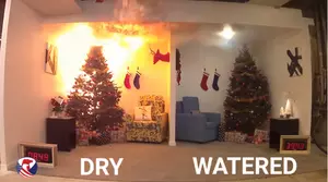 Seriously &#8211; Water Your Christmas Tree
