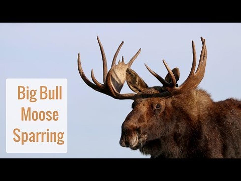 Moose Lock Horns In ‘Wonderful Wyoming Wildlife’ Video