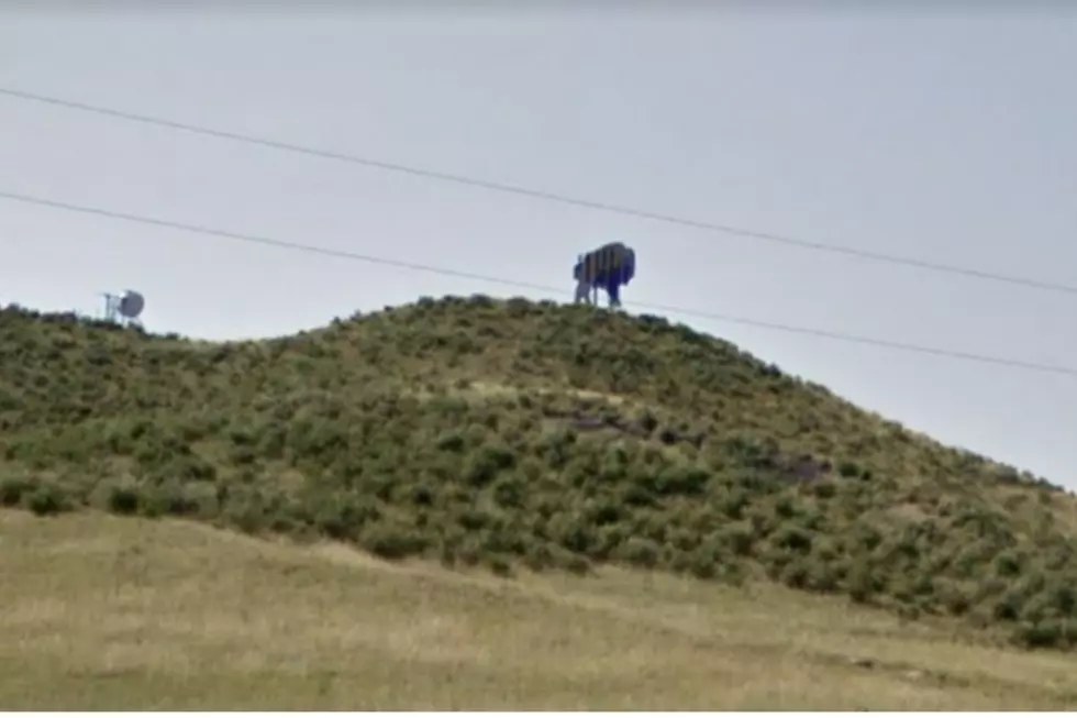 What is the Bison Hiding At the Wyoming / Colorado Border?