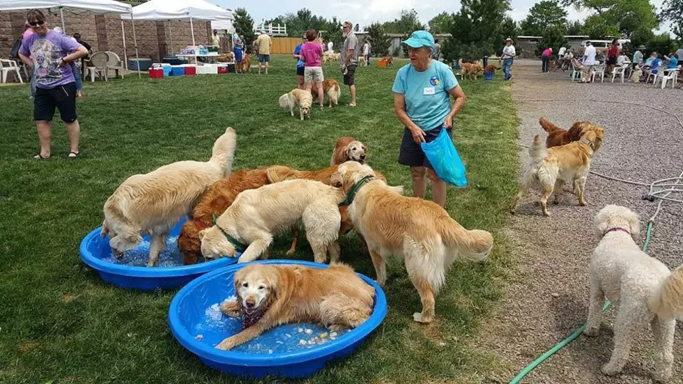 Denver’s Golden Retriever Celebration Just Might Be The Cutest Thing Ever