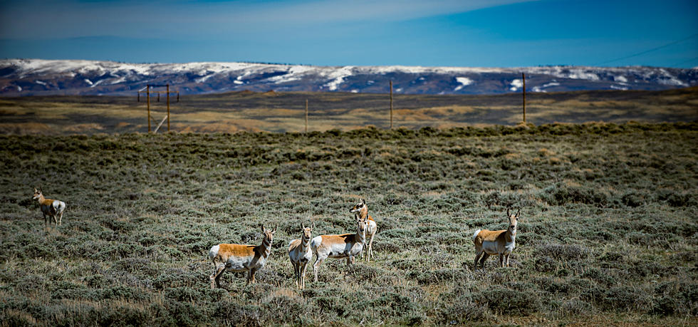 F.E. Warren AFB Pronghorn Went To Mexico For Conservation Mission