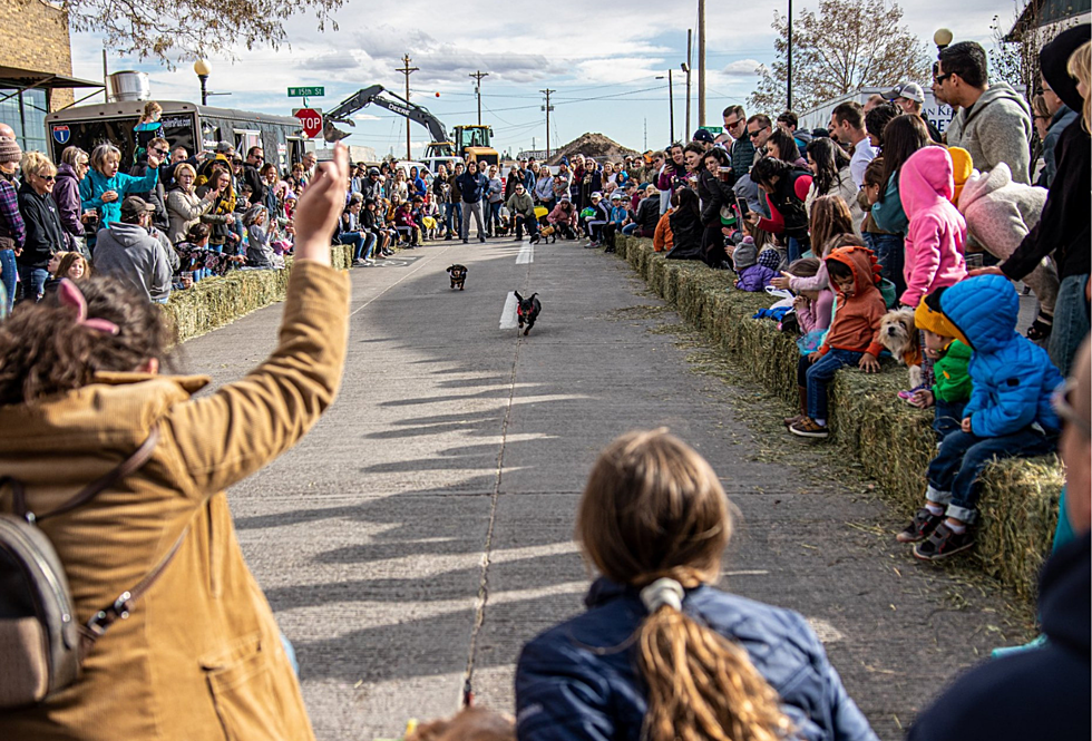 Slinky Wins Inaugaral Cheyenne Dogtoberfest Weiner Dog Race