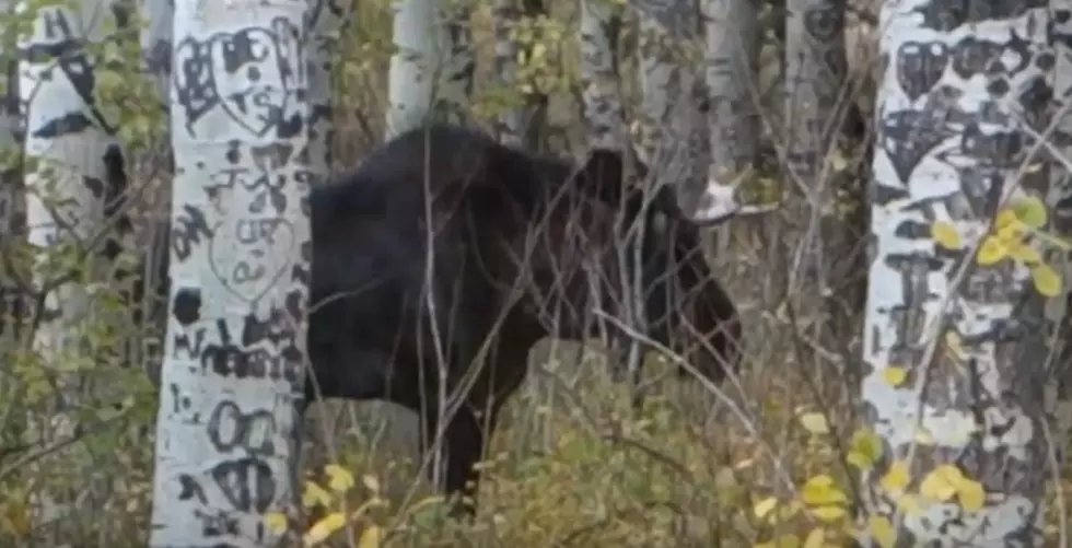 What To Do When You See A Moose In Vedauwoo [VIDEO]