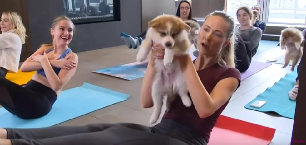 Cheyenne Studio To Host ‘Puppy Yoga’ Fundraiser On Sunday