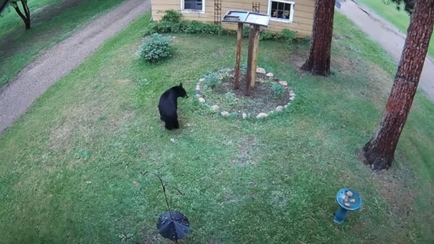 WATCH: A Tiny Yorkie Just Chased This Big Bear Up a Tree