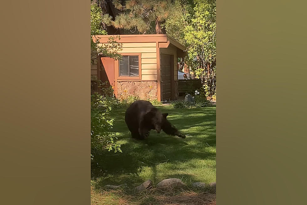 Watch a California Dude Get Bluff-Charged By a Bear in His Yard