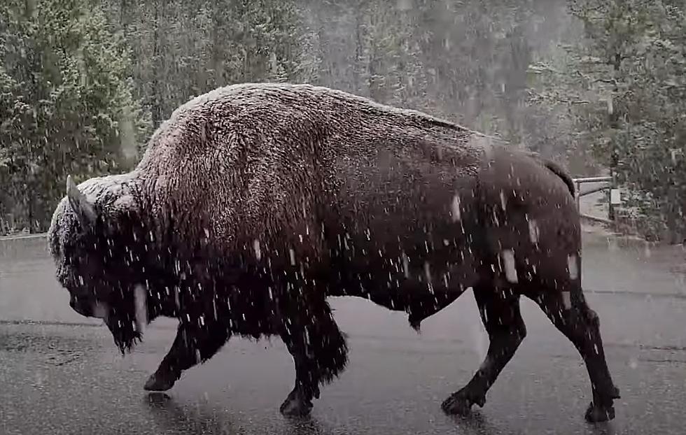 Yes, It’s Snowed in Yellowstone Already and Bison Don’t Even Care
