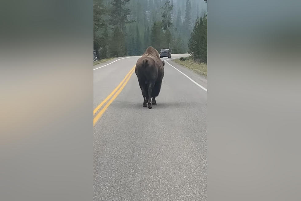 Watch Yellowstone Traffic Get Stopped By One Very Stubborn Bison