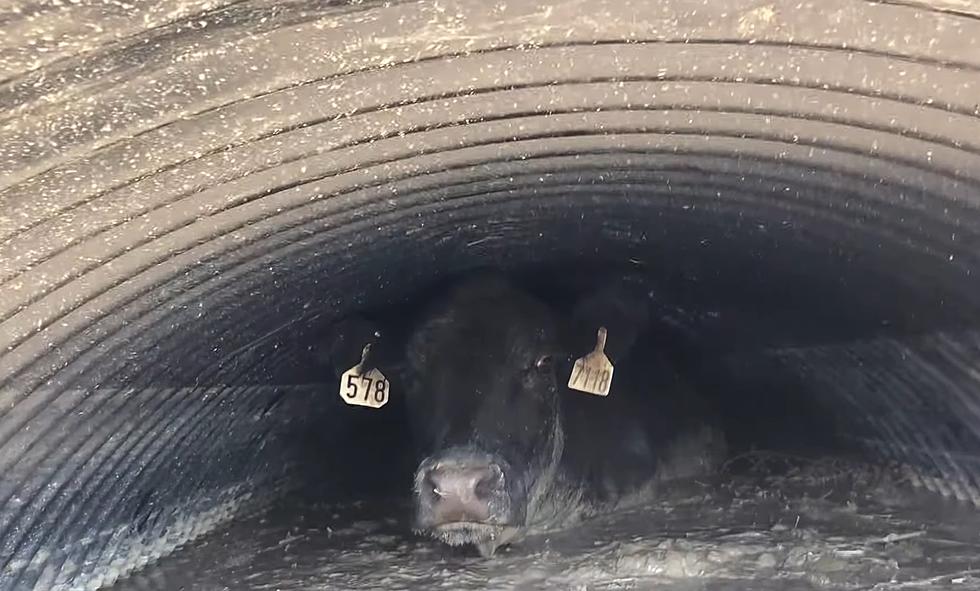 Western Rancher Finds His Lost Cow Stuck in a Culvert