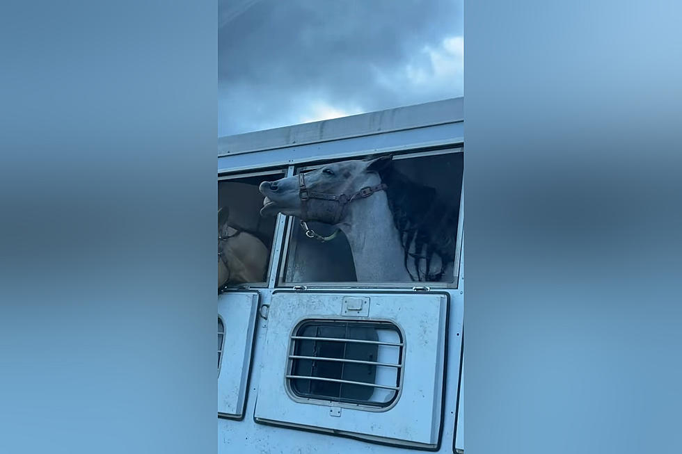 No One as Happy as This Horse Riding with his Lips in the Wind