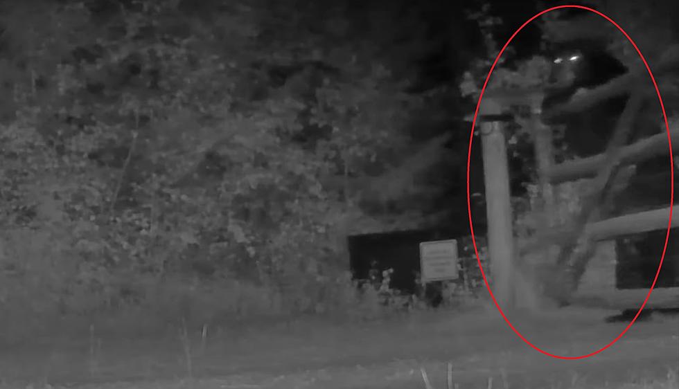 Watch a Bear Open a Montana Ranch Gate and Come Right On In