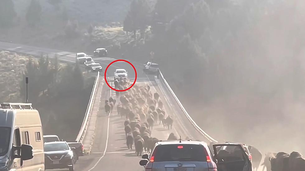 Watch a Car Nearly Get Clobbered by Yellowstone Bison Stampede