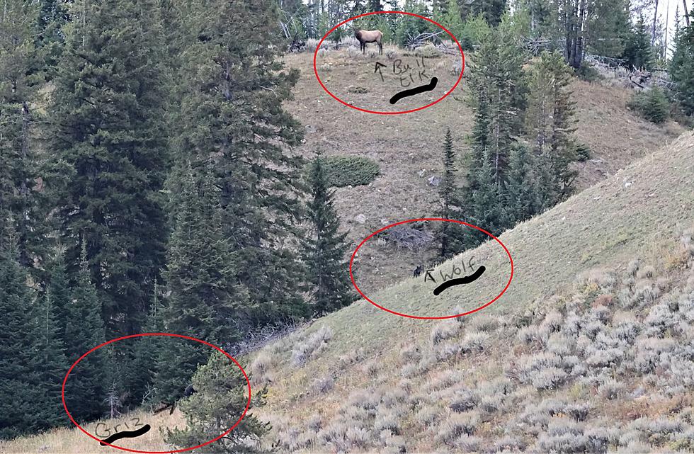 Yellowstone Wolf Chases Coyote While a Bull Elk &#038; Grizzly Watched