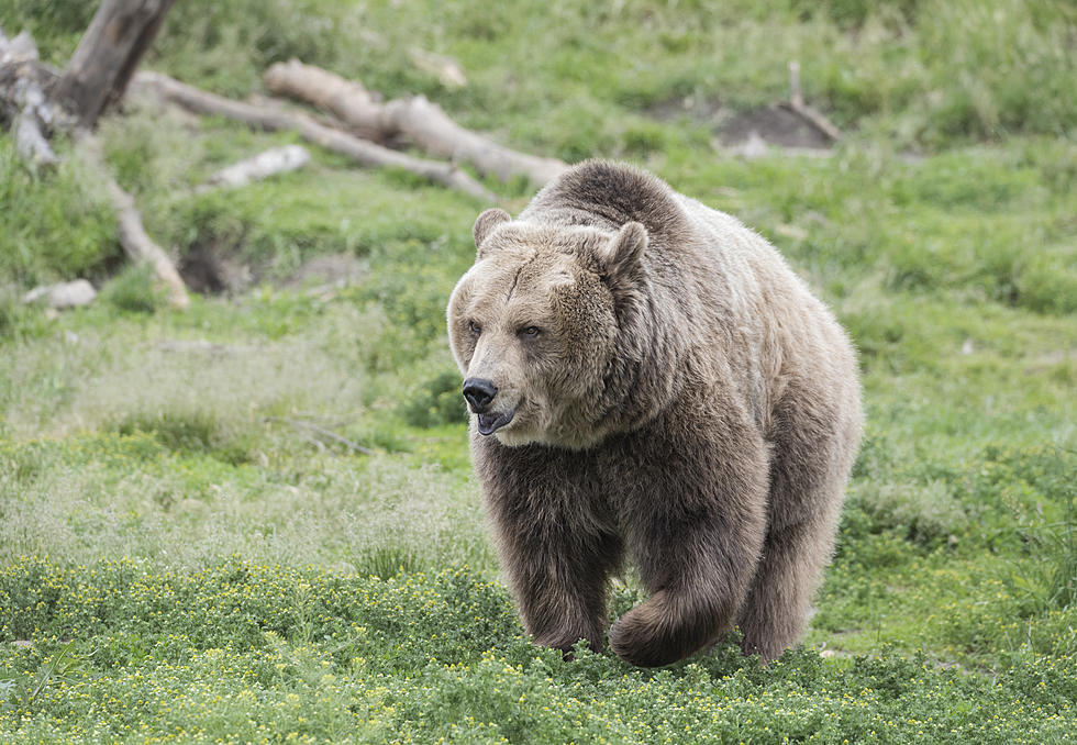 First Grizzly Bear Spotted in Yellowstone