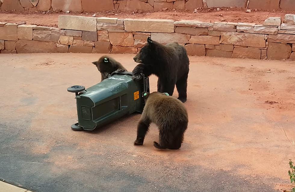 Colorado Dude Shares Video of Bears Testing His Bear-Proof Cans
