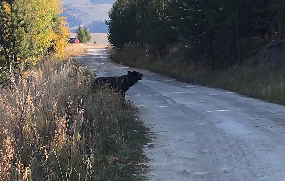 Driver Witnesses Howl of a Black Wolf on Yellowstone Backroad