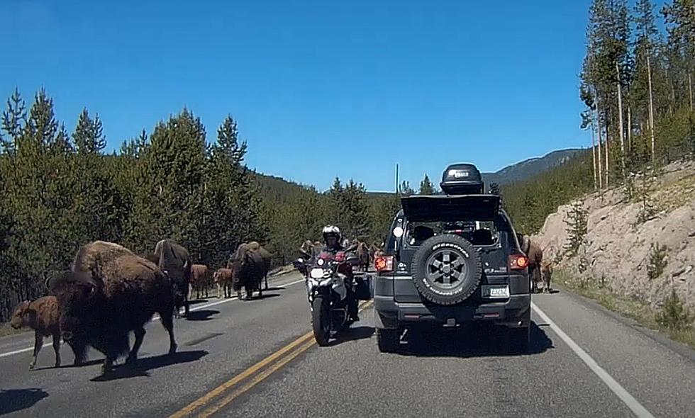 Watch a Cyclist Force His Way through a Yellowstone Bison Herd