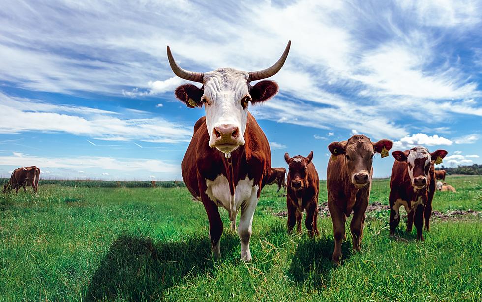 New Map Proves Northern Colorado Has Way Too Many Cows