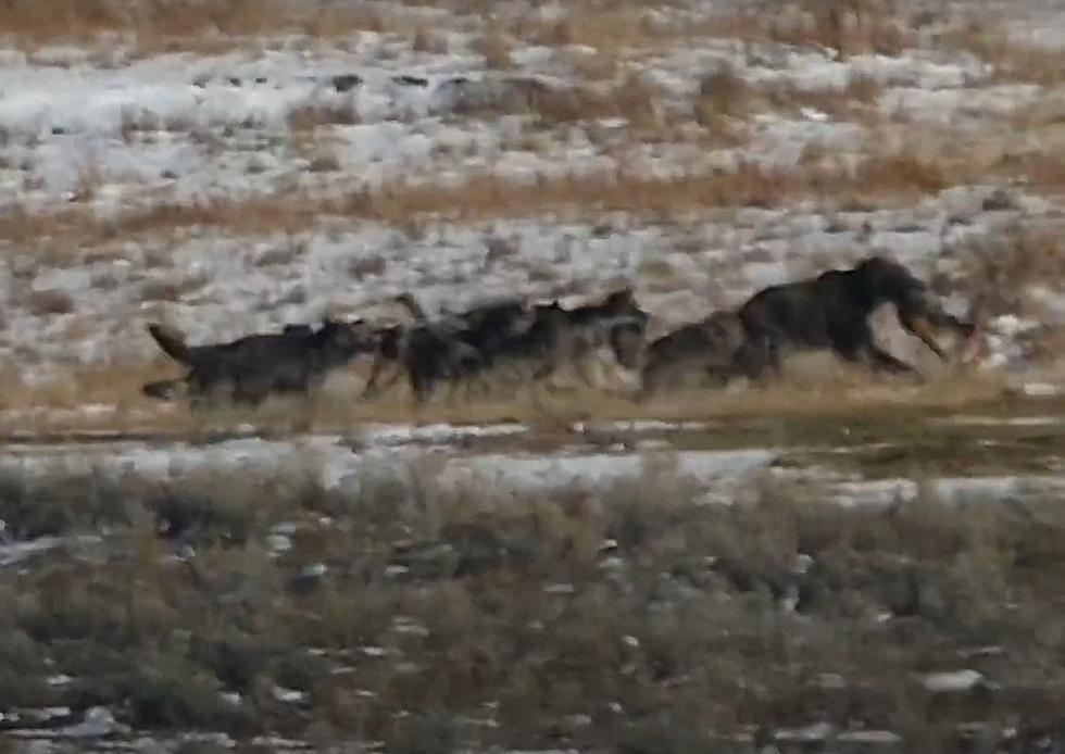 Watch a Bear Take Off with an Elk from Wyoming Wolf Pack