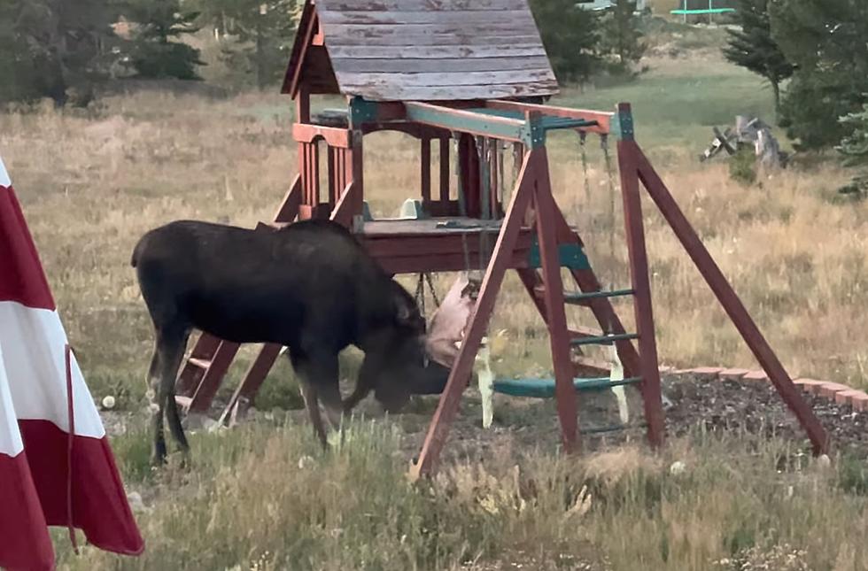 Bull Moose in Rut Decides to Challenge a Family’s Swing Set